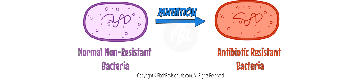 Bacterial Mutation